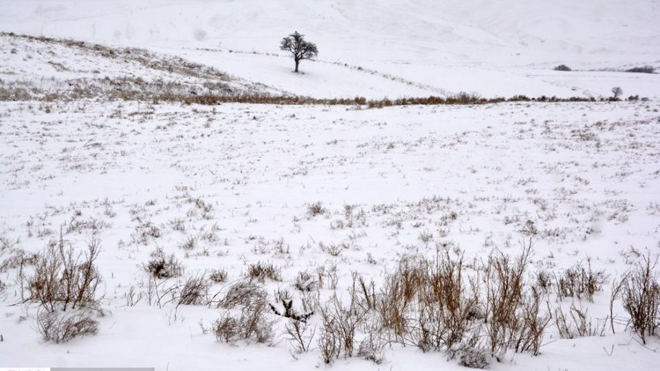 طبیعت سفیدپوش در روز زیبای برفی 