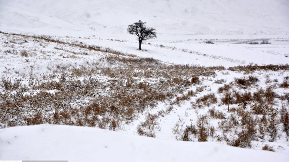 طبیعت سفیدپوش در روز زیبای برفی 