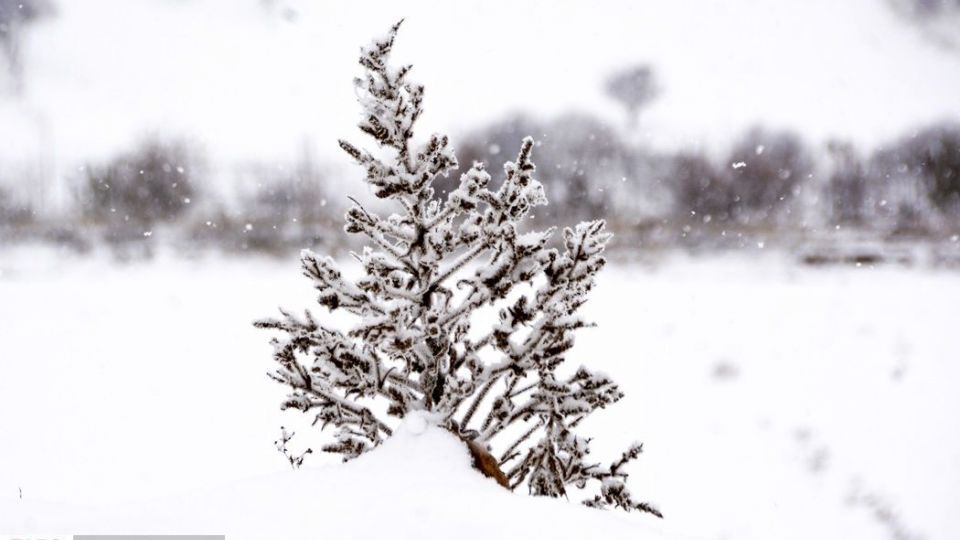 طبیعت سفیدپوش در روز زیبای برفی 