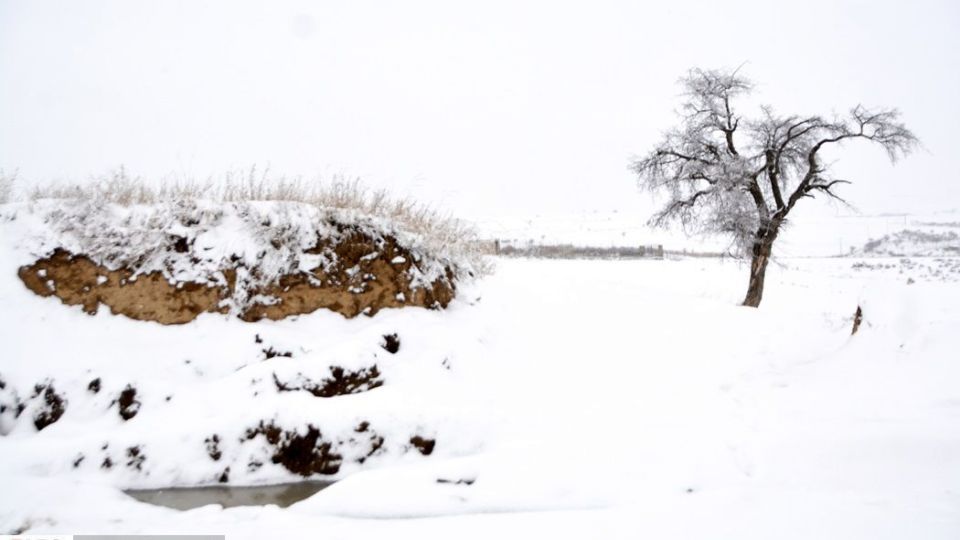 طبیعت سفیدپوش در روز زیبای برفی 