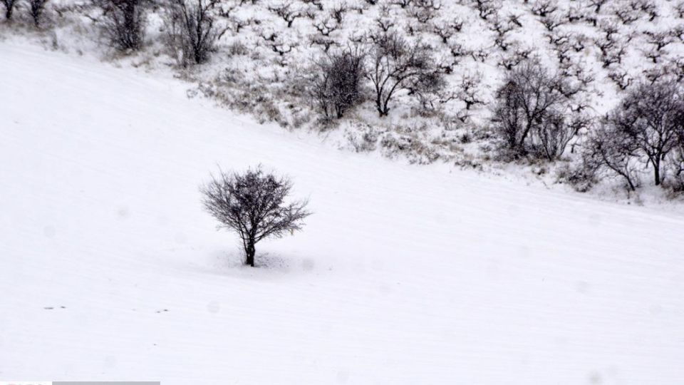 طبیعت سفیدپوش در روز زیبای برفی 