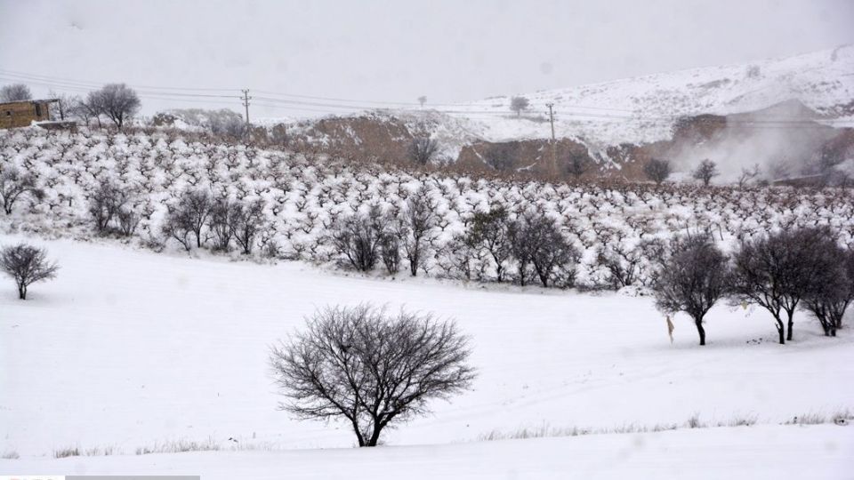 طبیعت سفیدپوش در روز زیبای برفی 