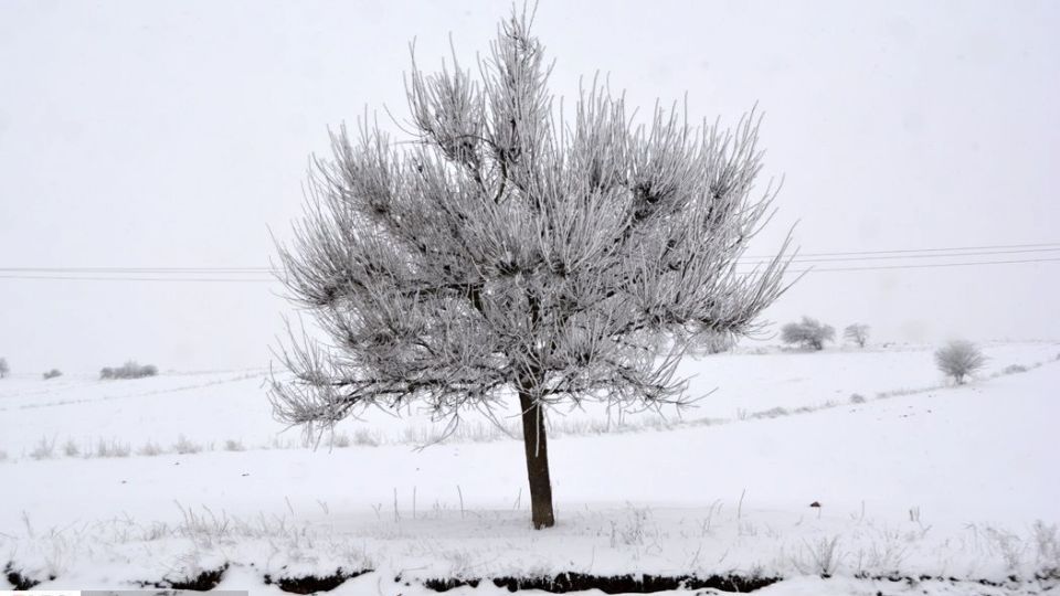 طبیعت سفیدپوش در روز زیبای برفی 