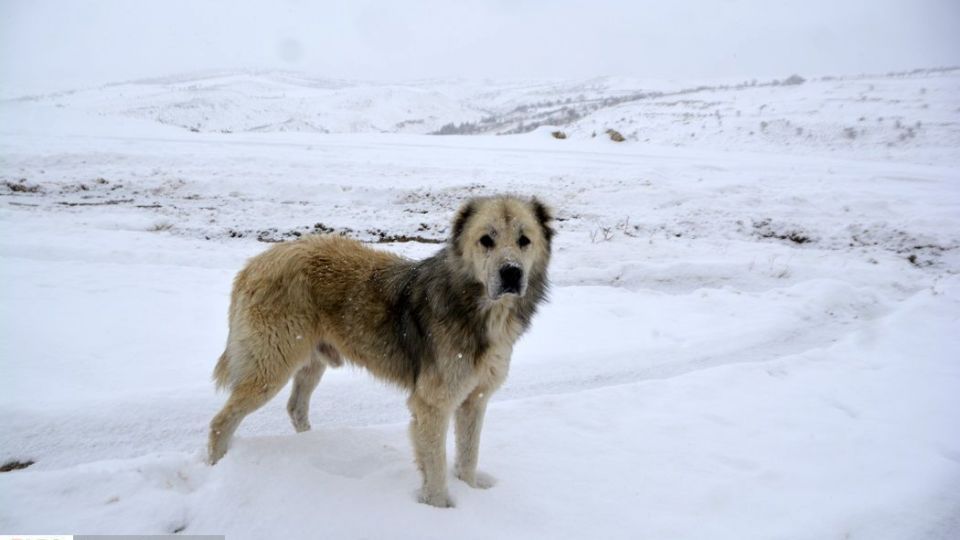 طبیعت سفیدپوش در روز زیبای برفی 