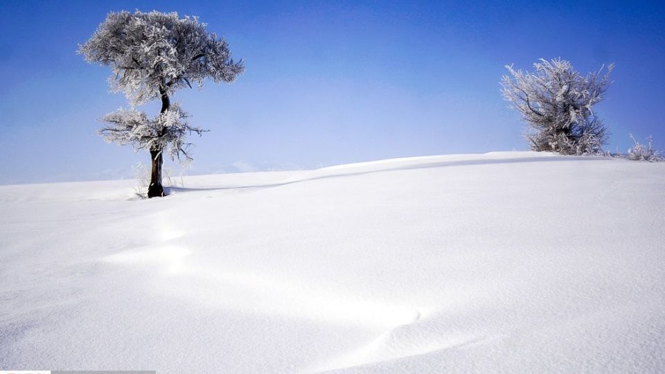 طبیعت سفیدپوش در روز زیبای برفی 