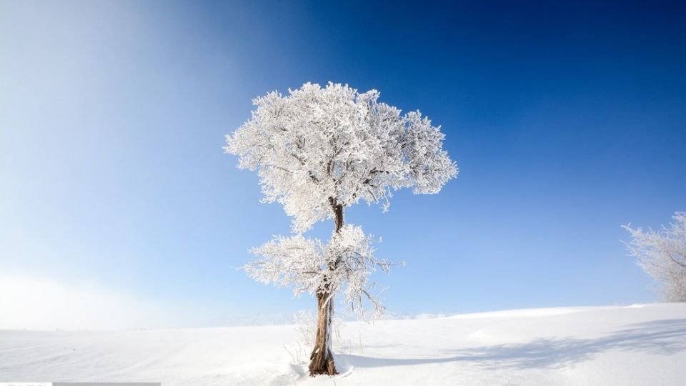 طبیعت سفیدپوش در روز زیبای برفی 