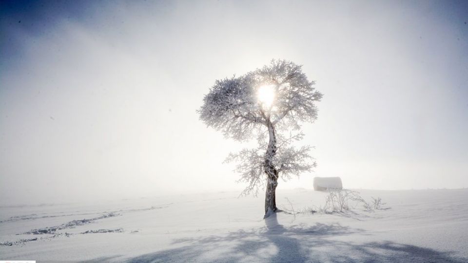 طبیعت سفیدپوش در روز زیبای برفی 