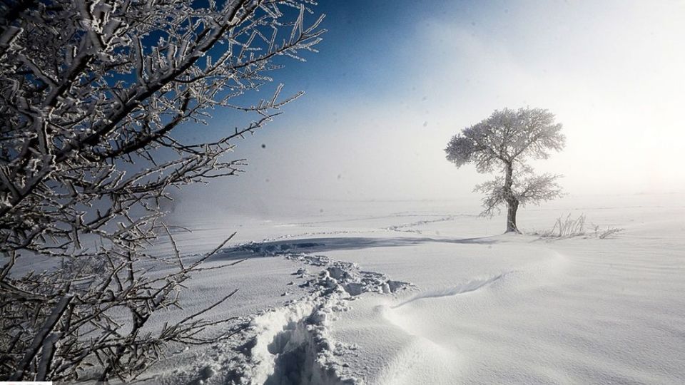 طبیعت سفیدپوش در روز زیبای برفی 