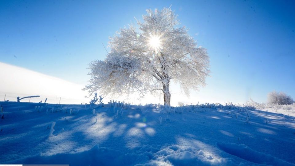 طبیعت سفیدپوش در روز زیبای برفی 