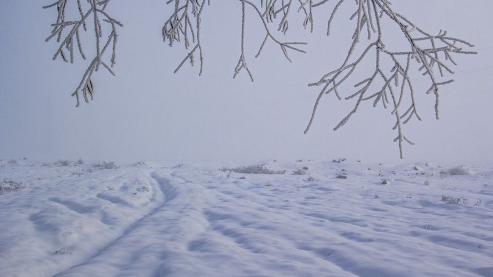 درختان کریستالی - اردبیل