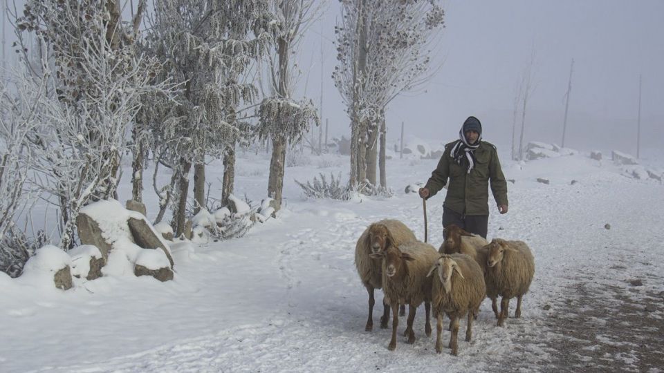 درختان کریستالی - اردبیل
