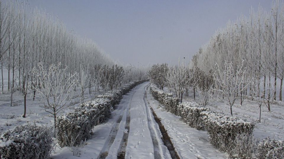 درختان کریستالی - اردبیل