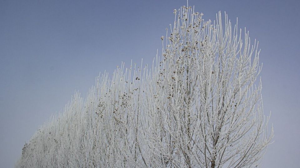 درختان کریستالی - اردبیل