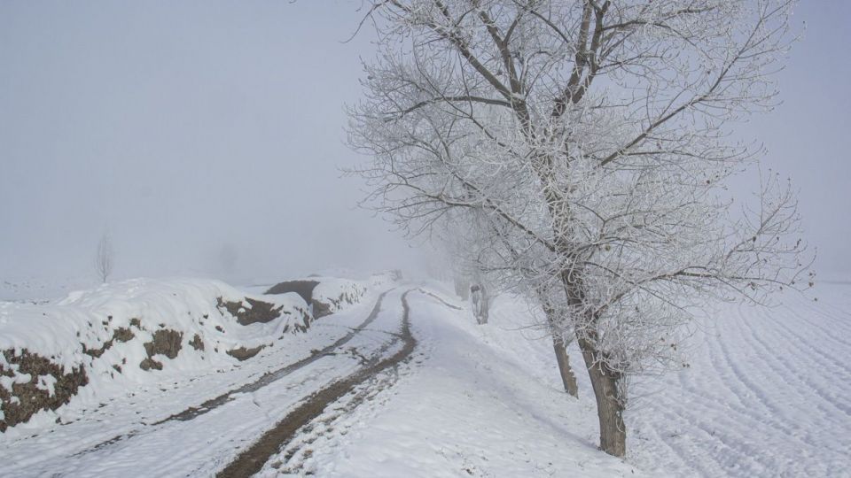 درختان کریستالی - اردبیل