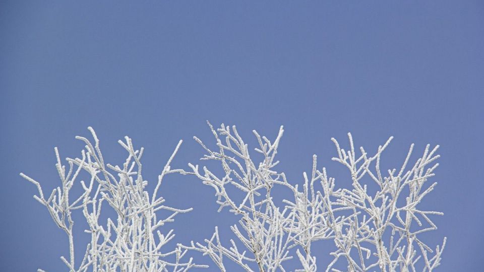 درختان کریستالی - اردبیل