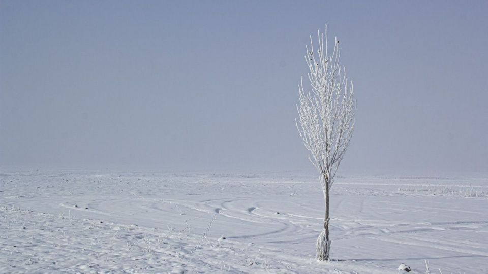 درختان کریستالی - اردبیل