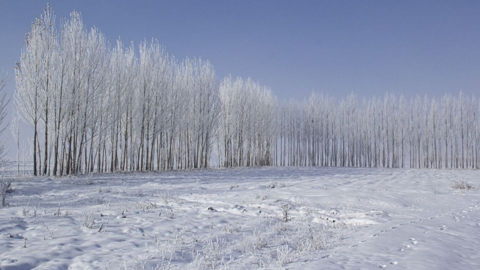 درختان کریستالی - اردبیل