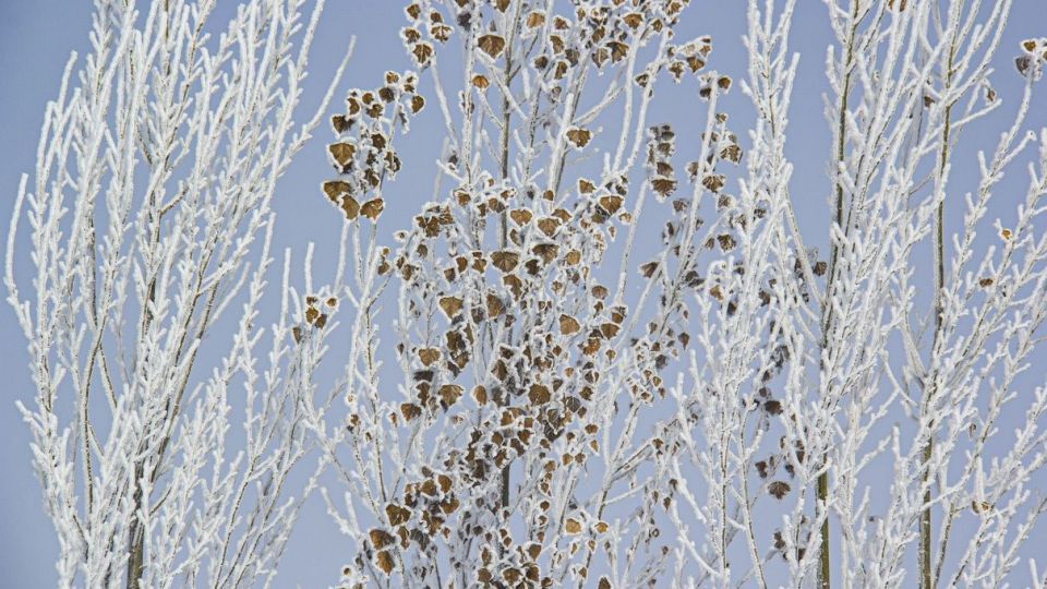 درختان کریستالی - اردبیل