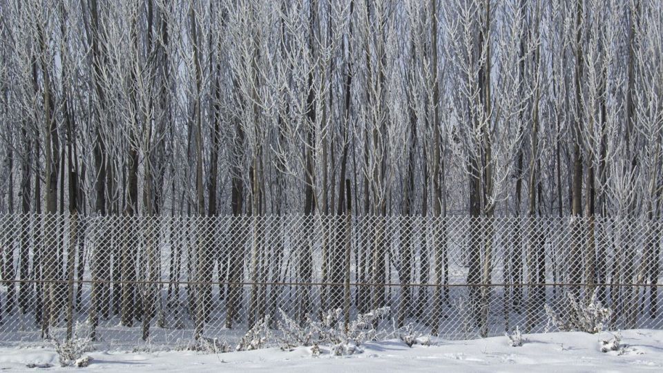 درختان کریستالی - اردبیل