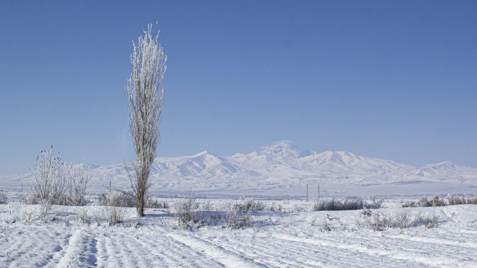 درختان کریستالی - اردبیل