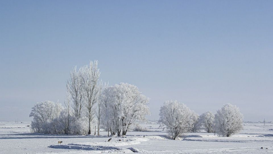 درختان کریستالی - اردبیل