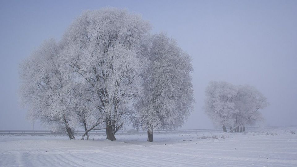 درختان کریستالی - اردبیل