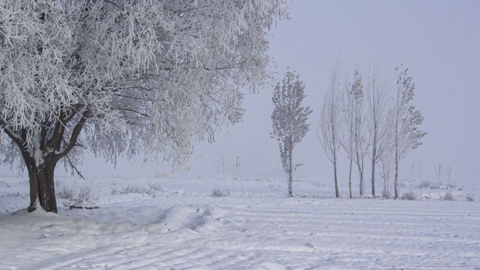 درختان کریستالی - اردبیل