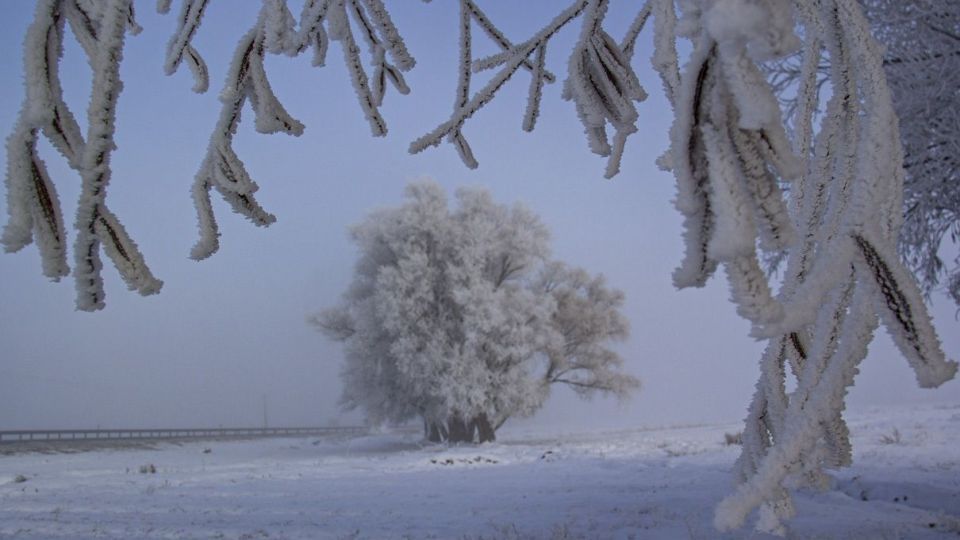 درختان کریستالی - اردبیل