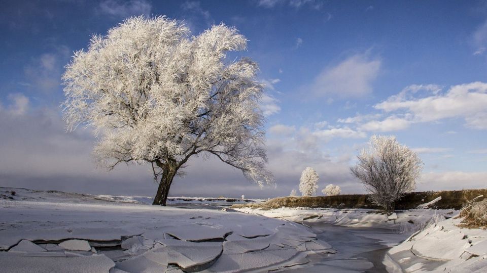 درختان کریستالی - اردبیل