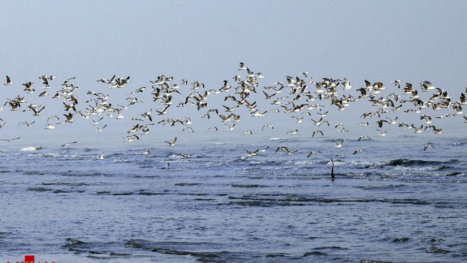 مرغان دریایی در سواحل آستارا