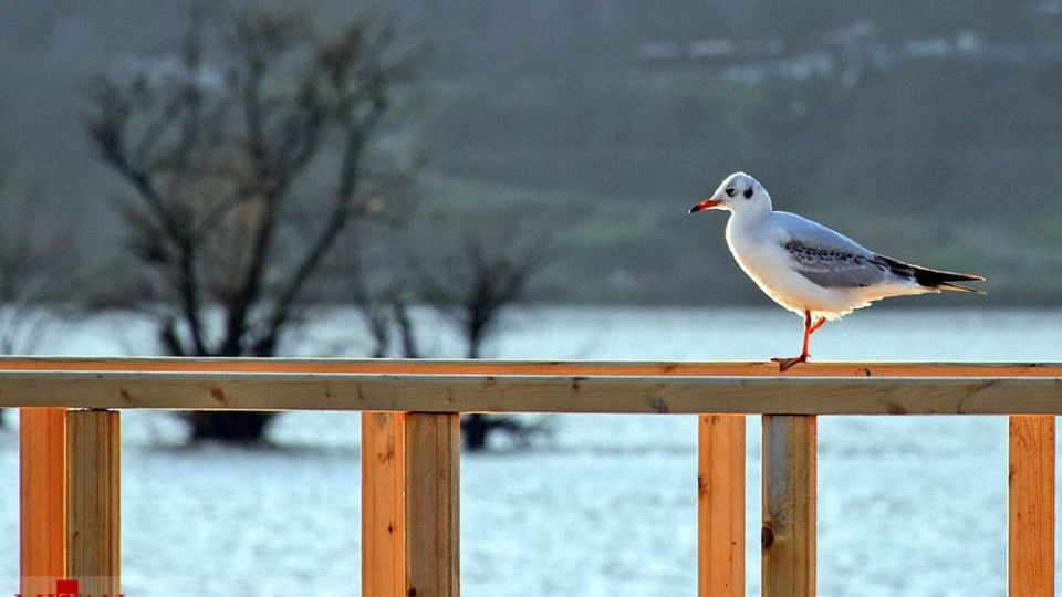 مرغان دریایی در سواحل آستارا