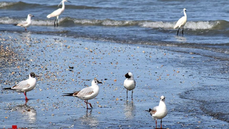 مرغان دریایی در سواحل آستارا
