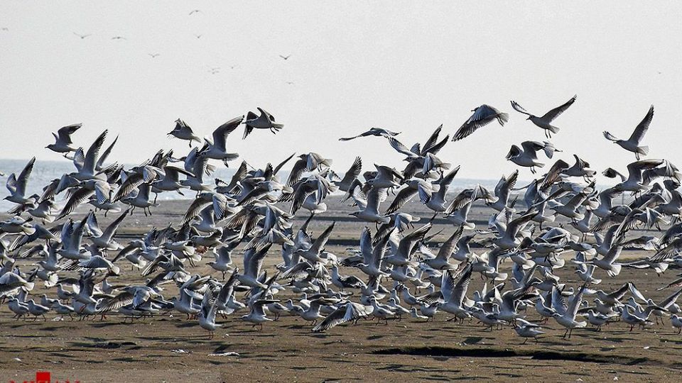 مرغان دریایی در سواحل آستارا