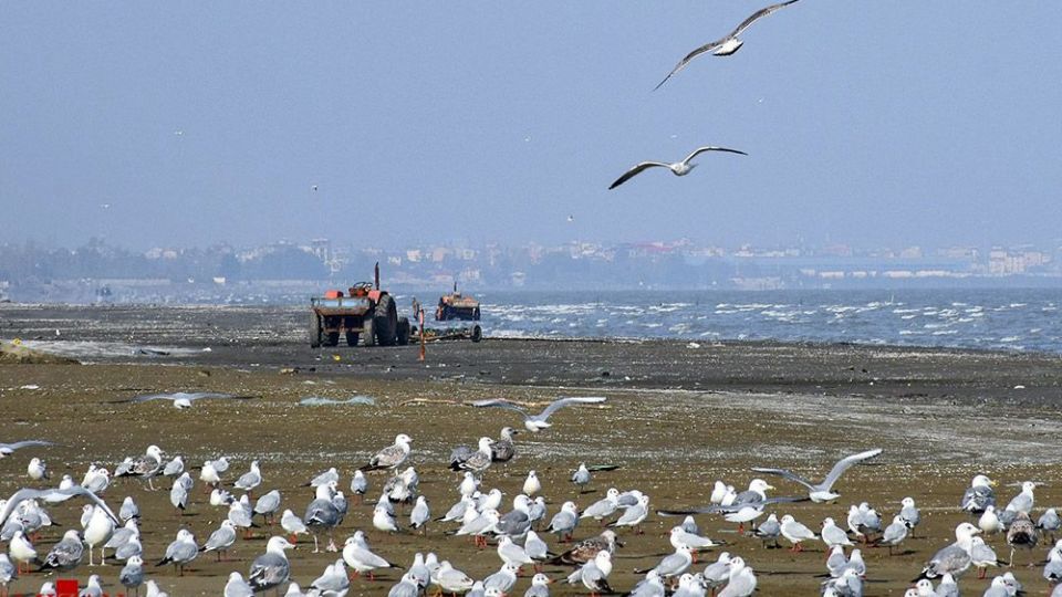 مرغان دریایی در سواحل آستارا