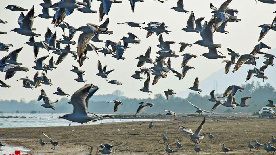 مرغان دریایی در سواحل آستارا