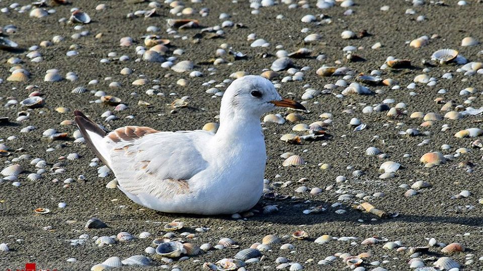 مرغان دریایی در سواحل آستارا