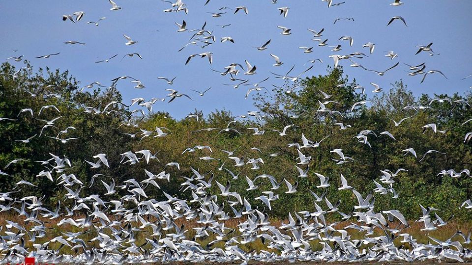 مرغان دریایی در سواحل آستارا