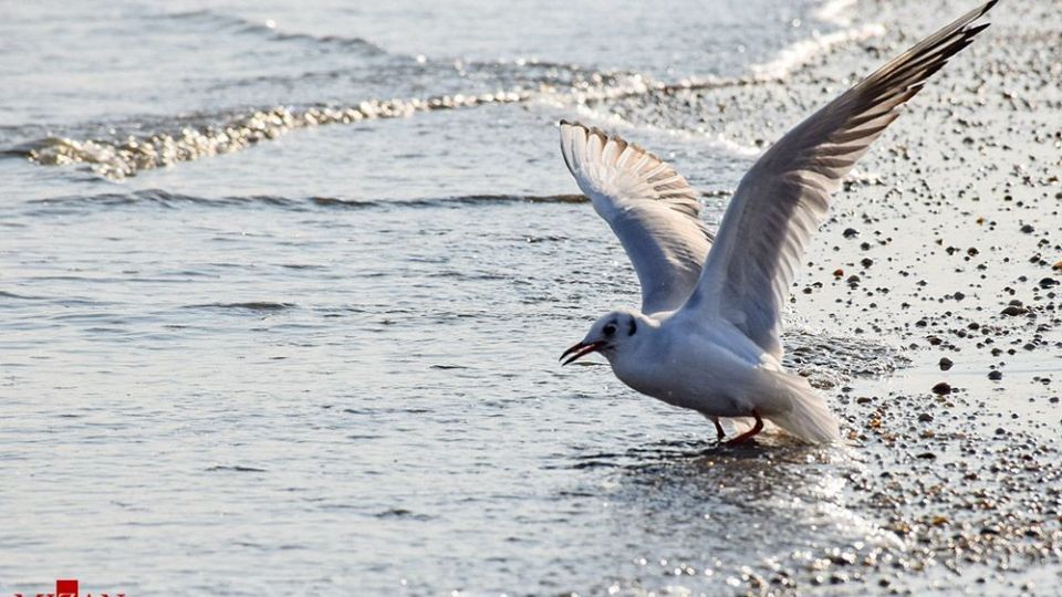 مرغان دریایی در سواحل آستارا