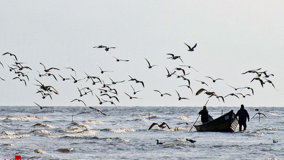 مرغان دریایی در سواحل آستارا