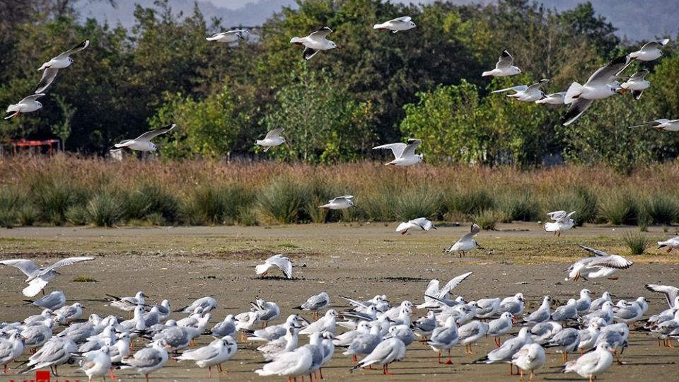 مرغان دریایی در سواحل آستارا