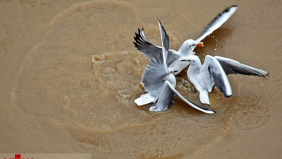 مرغان دریایی در سواحل آستارا