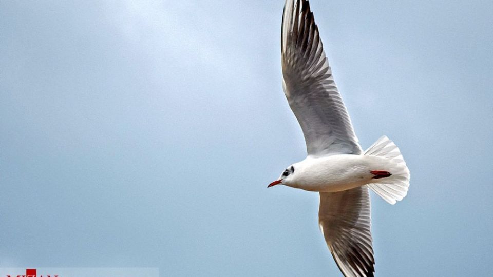 مرغان دریایی در سواحل آستارا