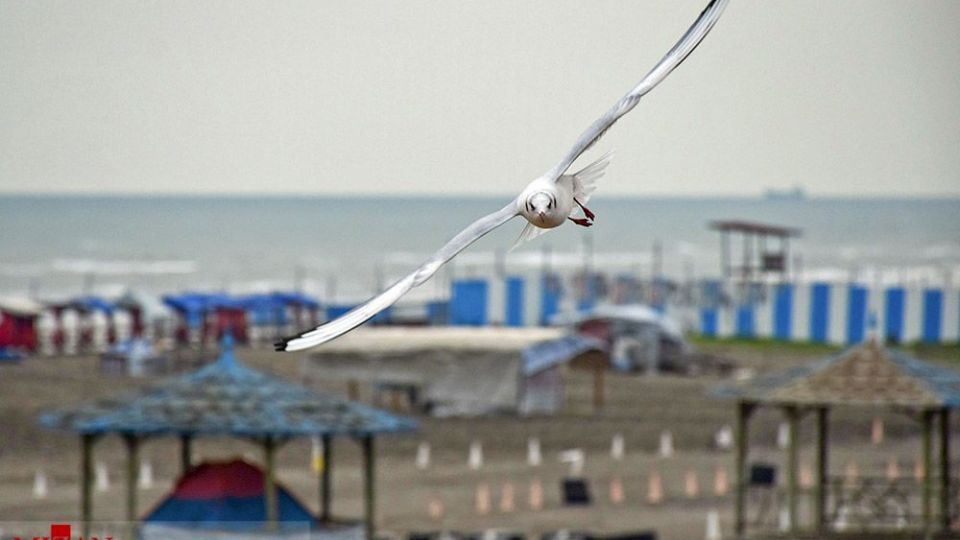 مرغان دریایی در سواحل آستارا