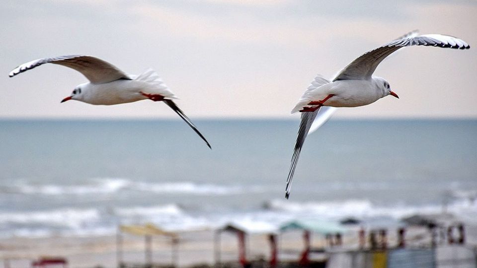 مرغان دریایی در سواحل آستارا