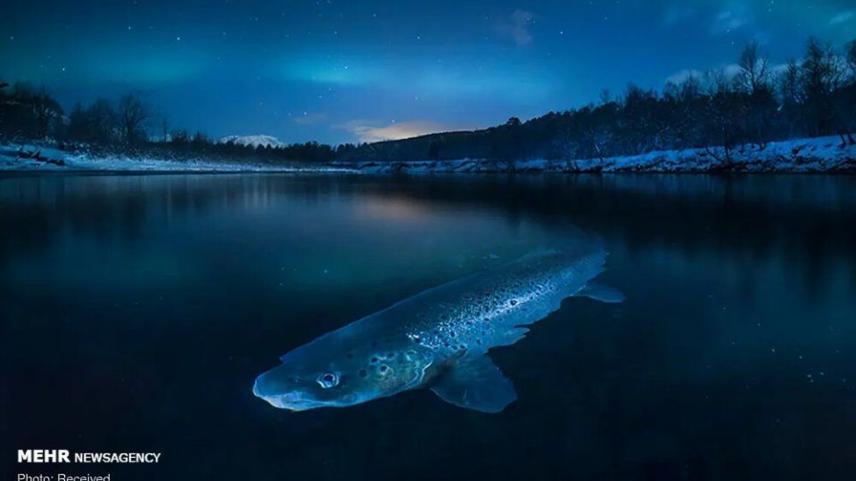 تصاویر منتخب حیات وحش هفته‎