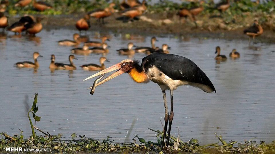 تصاویر منتخب حیات وحش هفته‎