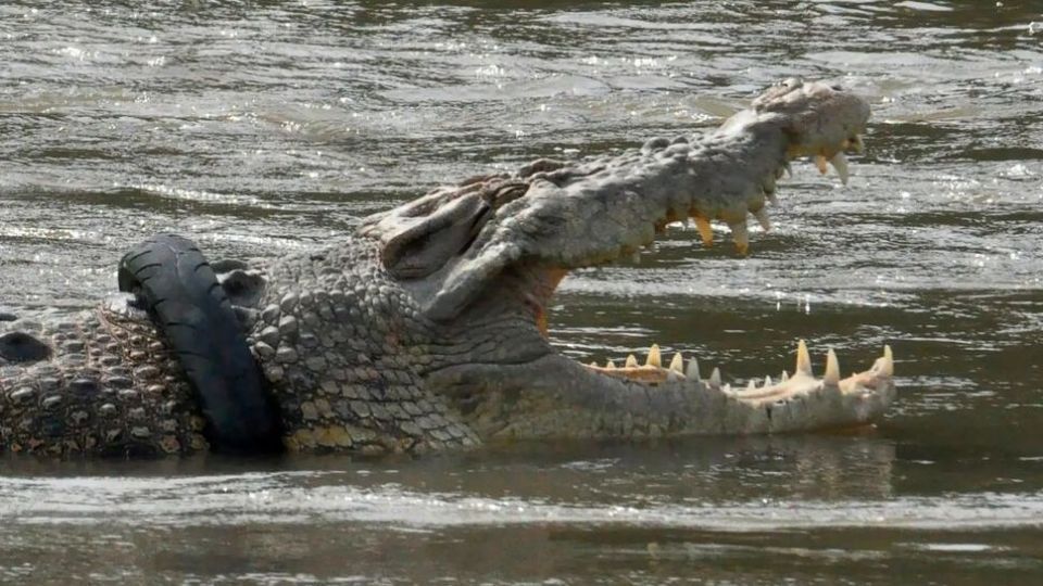 تصاویر منتخب حیات وحش هفته‎