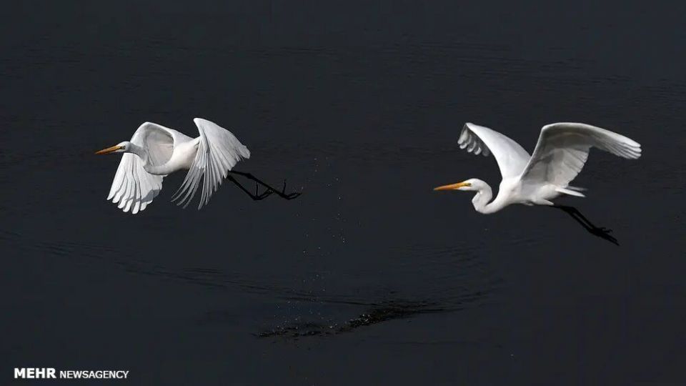 تصاویر منتخب حیات وحش هفته‎