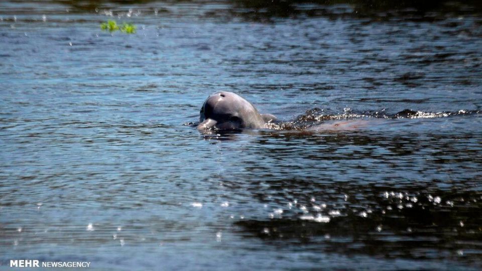 تصاویر منتخب حیات وحش هفته‎