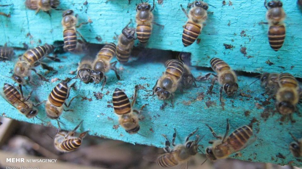 تصاویر منتخب حیات وحش هفته‎